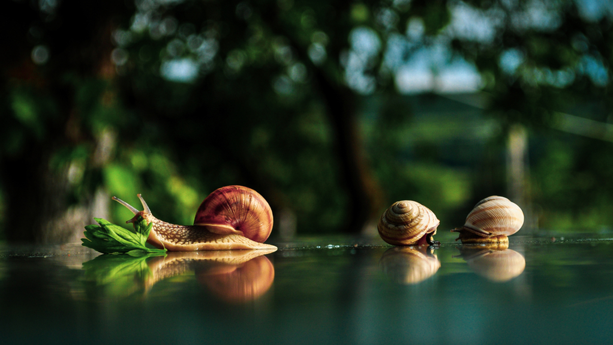 Progress of women on boards still at snail’s pace