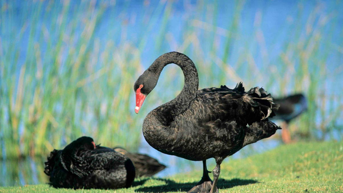 Black swan sightings tipped for China, US