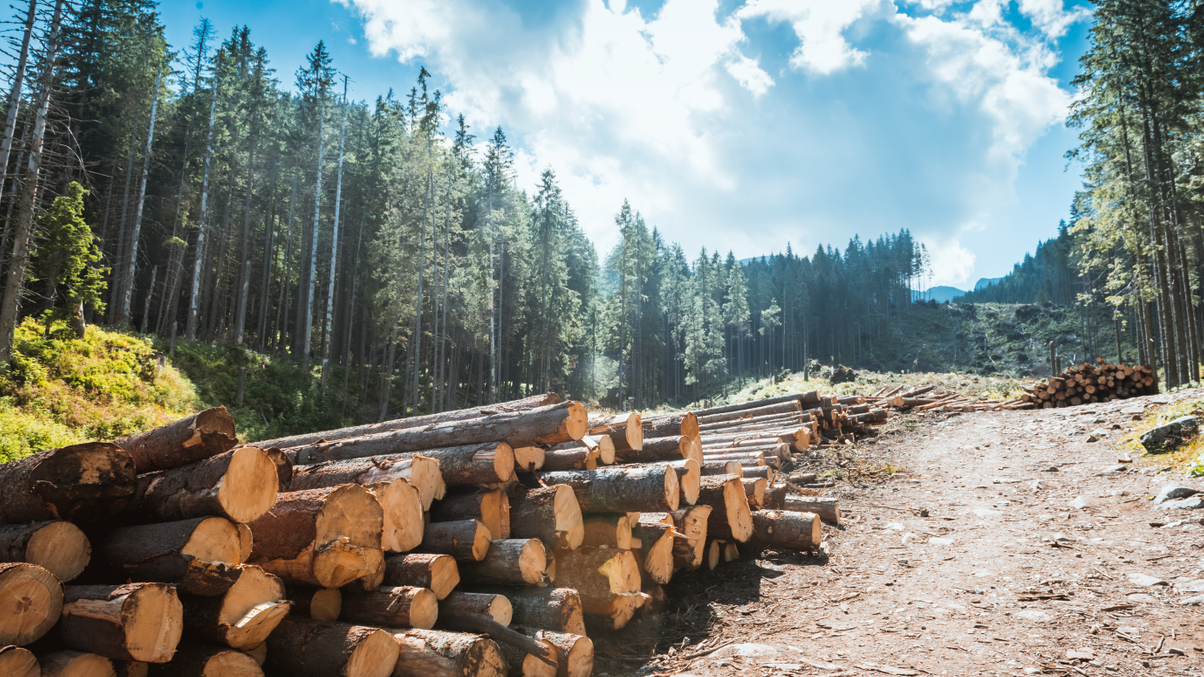 NPS looks to timberland for diversification, ESG benefits
