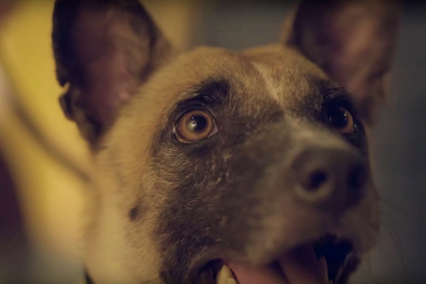 Download Moving Video Shows That Shelter Dogs Are Worthy Of Love Too Pr Campaign Asia For Android Get Wallpaper Moving Video Shows That Shelter Dogs Are Worthy Of Love Too Pr Campaign Asia For iPhone Free