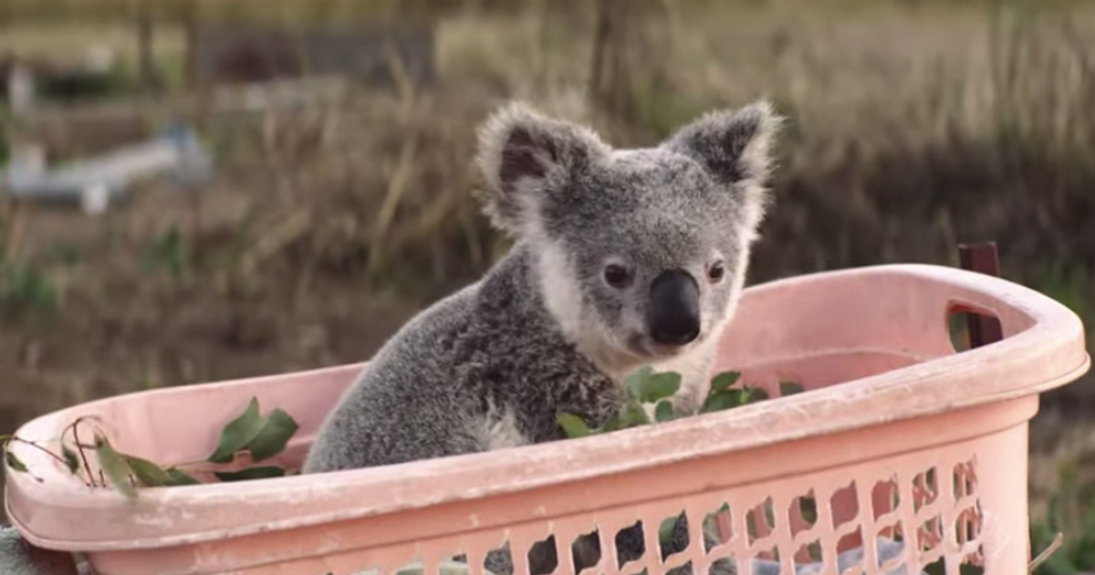 Nrma Sells Insurance By Pledging New Koala Homes Advertising