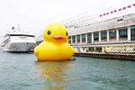 Giant rubber duck makes ...