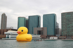 Giant rubber duck makes ...