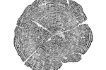 Tree of Life Poster - ...