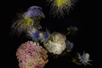 Flowerworks - Germany - ...