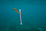 National Geographic’s...