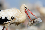 National Geographic’s...