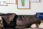 SPCA hijacks video ...