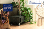 SPCA hijacks video ...