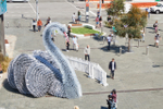 Beautiful swan conveys an ...