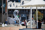 Beautiful swan conveys an ...