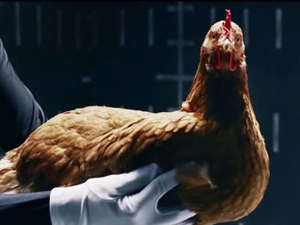 Weekly wrapup: Funky chickens and a Thai tearjerker FTW