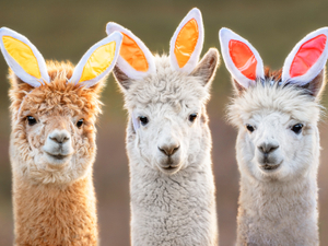 Formulation, concentration and the three-headed llama