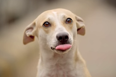 Godrej Aer gets dogs, pigeons and trees to urge car owners to renew PUC