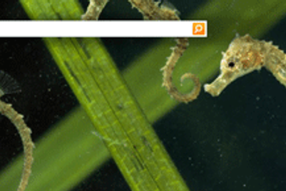 Microsoft’s Bing to take on Google