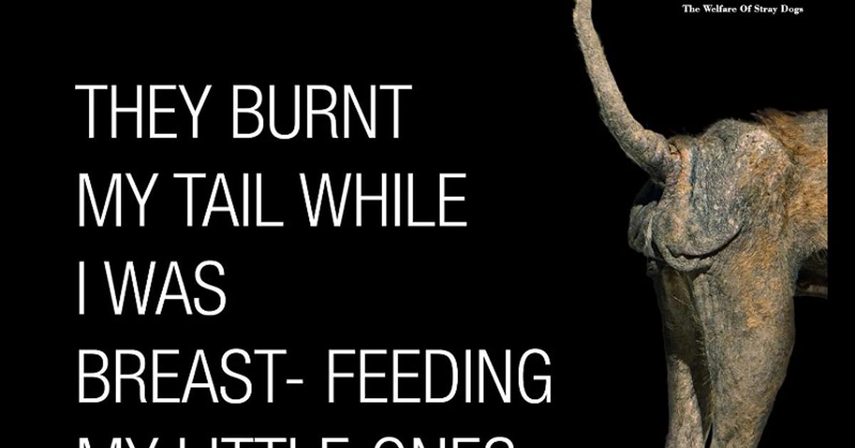 Welfare of Stray Dogs gives the Government a shout-out to amend Cruelty