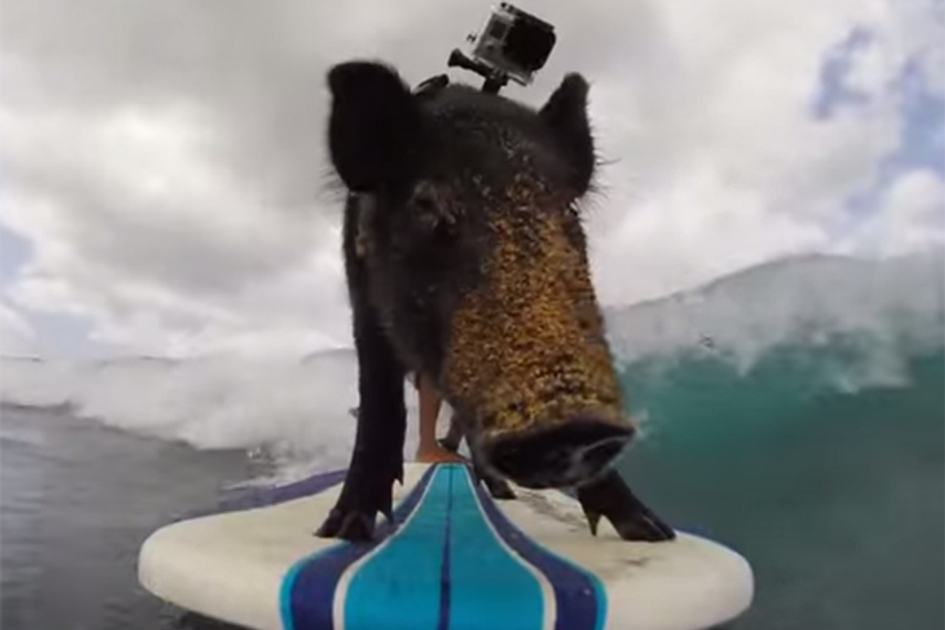 Red Bull buys equity in GoPro amid global content deal