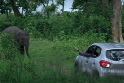 Kwid's features helps re-unite calf with family