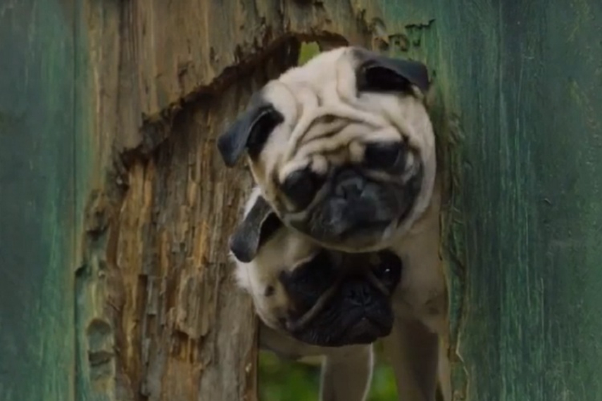 While Vodafone in India teaches an old dog new tricks, in Britain that houses its global headquarters, there is a movement building up to keep the breed away from brand endorsements