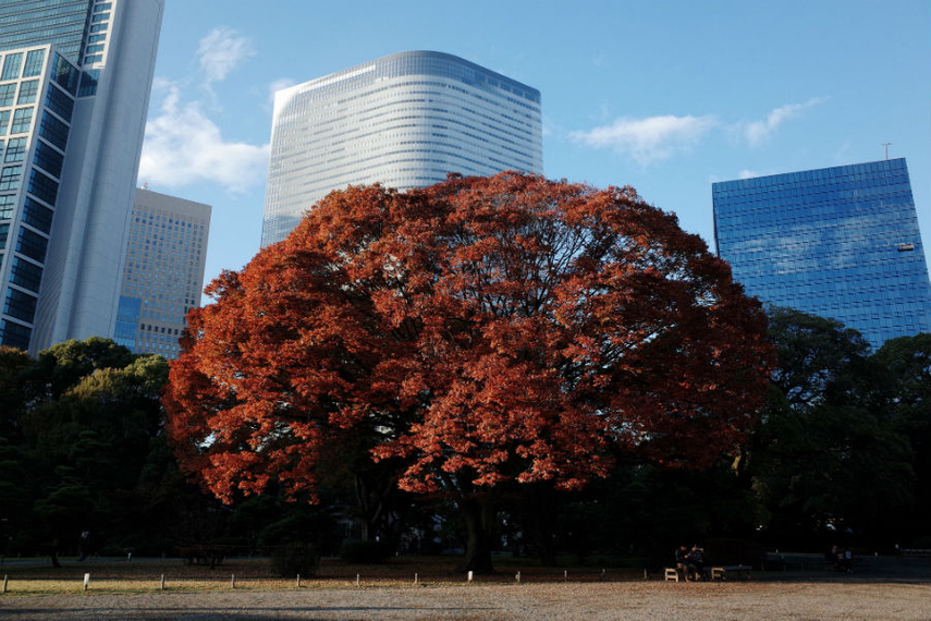 浜離宮から見た東京の電通本社。