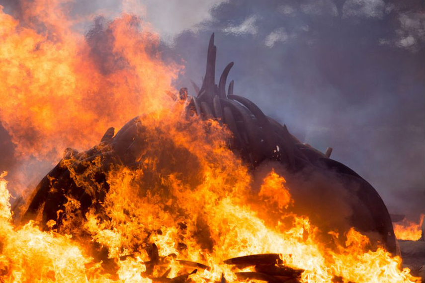 ケニアで焼却処分される、密猟者などから押収された象牙(写真:ムワンギ・キルビ/ウィキメディア・コモンズ)