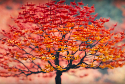 JAL、グローバルでのブランドポジショニングのためにM&Cサーチを採択