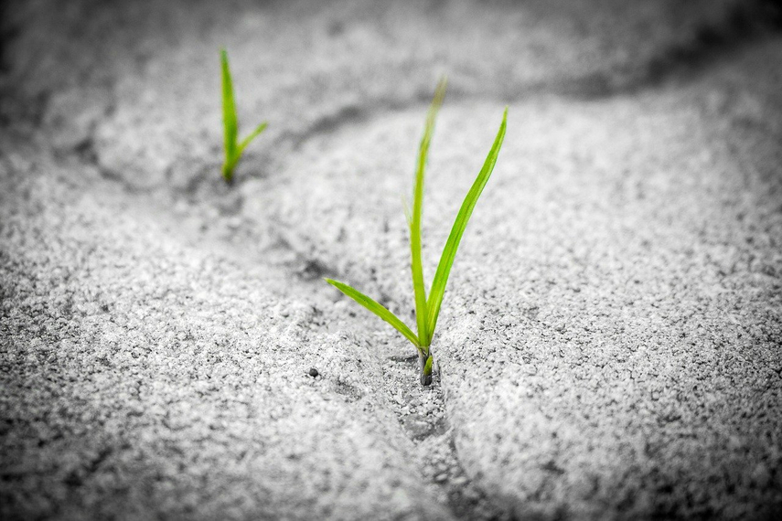 回復の芽吹き:無期限延期のキャンペーンは6月に比べて減少。(Pixabay.com)