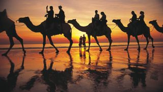 Got the hump with trade finance? Why not try CamelONE Got the hump with trade finance? Why not try CamelONE