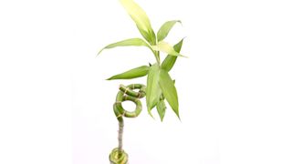 Shanghai FTZ creates business 'distortions', warns treasurer Shanghai FTZ creates business 'distortions', warns treasurer