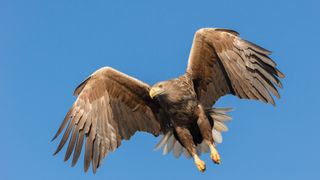 RBS waves goodbye to Asia; rivals swoop in RBS waves goodbye to Asia; rivals swoop in