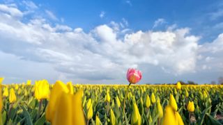 Document-light notional cash pools still possible, for the Dutch Document-light notional cash pools still possible, for the Dutch
