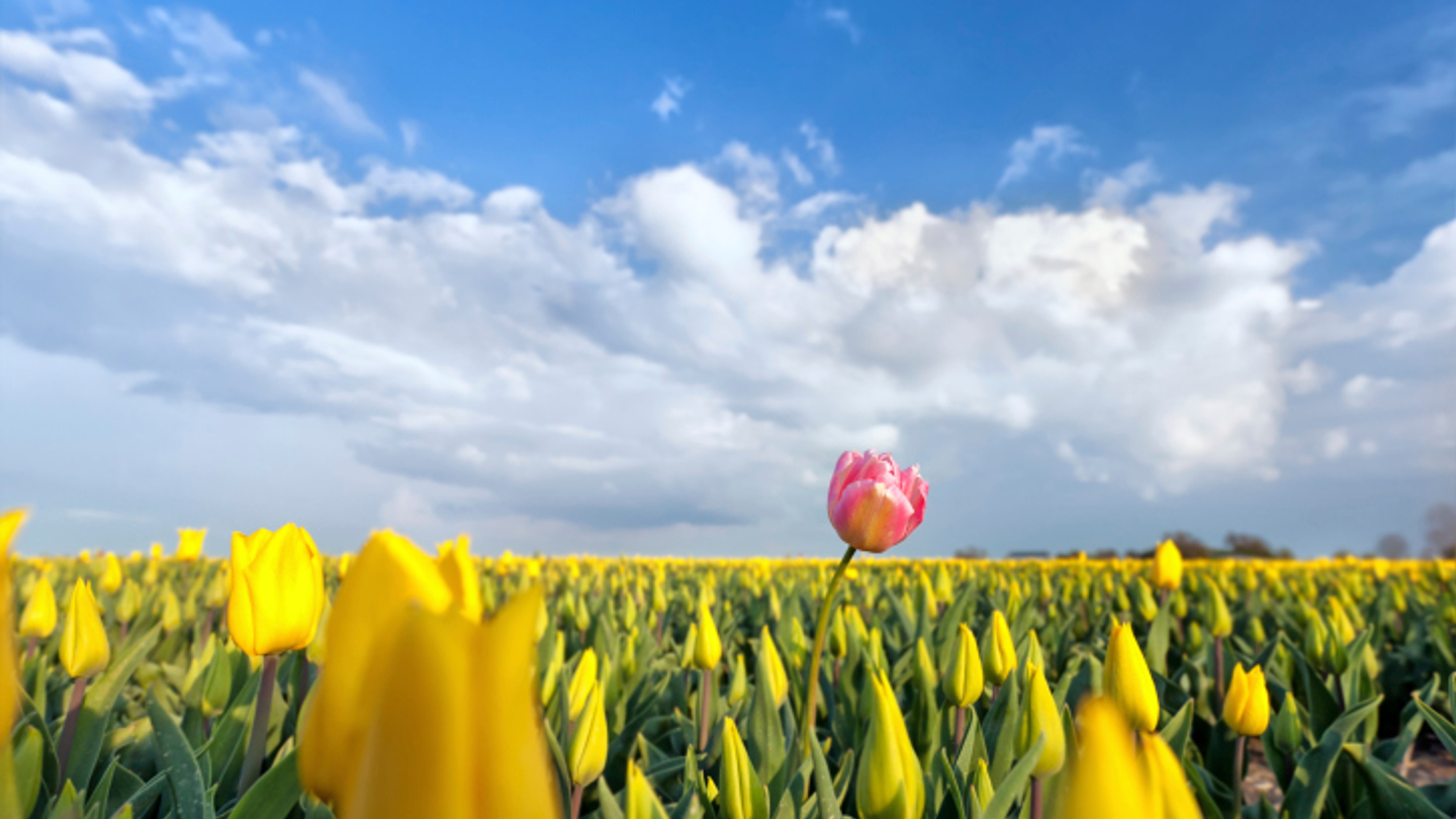 Document-light notional cash pools still possible, for the Dutch Document-light notional cash pools still possible, for the Dutch