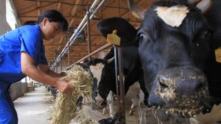 Yili to milk efficiencies with supply chain finance initiative Yili to milk efficiencies with supply chain finance initiative