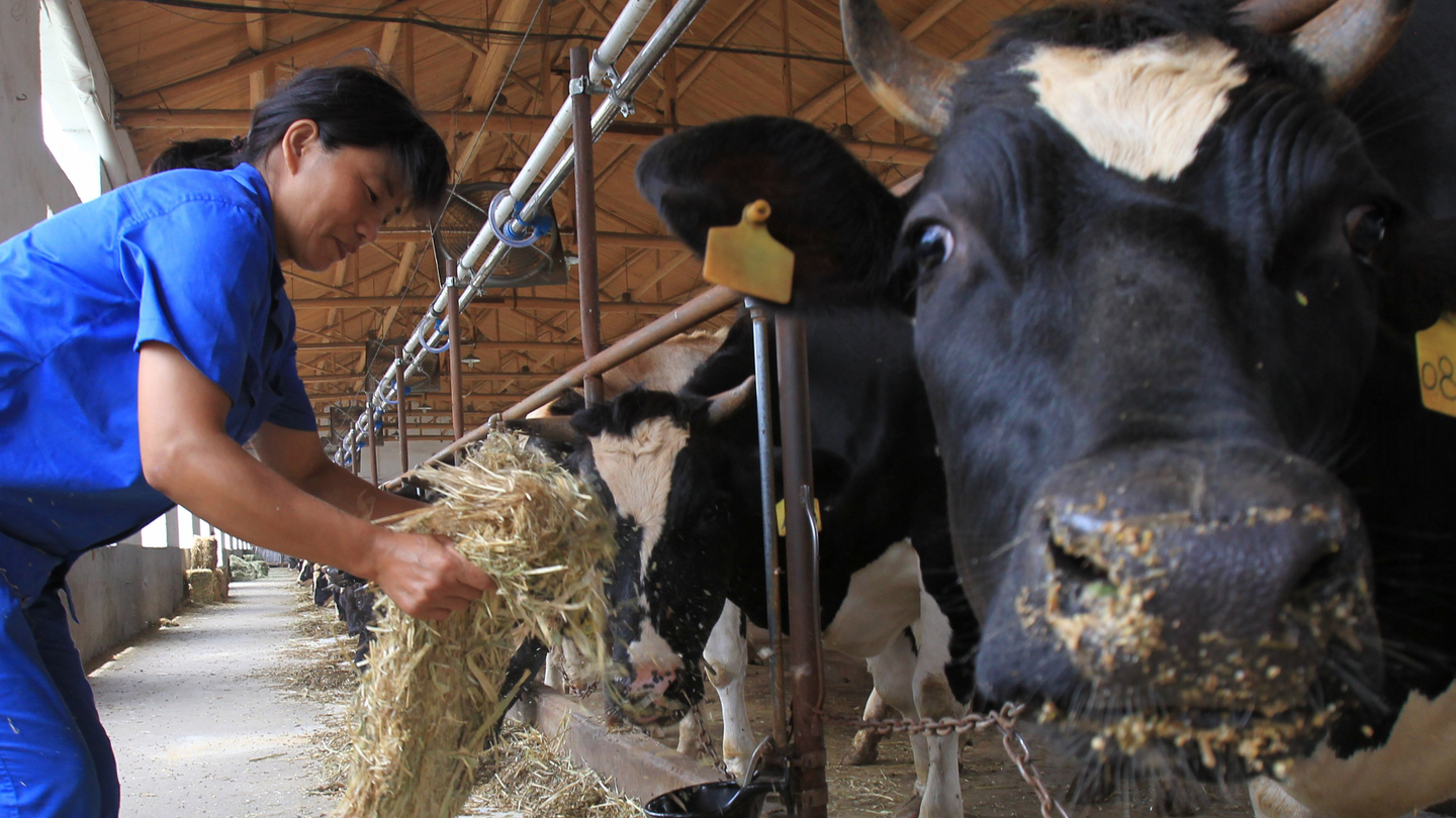 Yili to milk efficiencies with supply chain finance initiative Yili to milk efficiencies with supply chain finance initiative