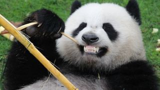 BNP Paribas gains licence to underwrite Panda bonds BNP Paribas gains licence to underwrite Panda bonds