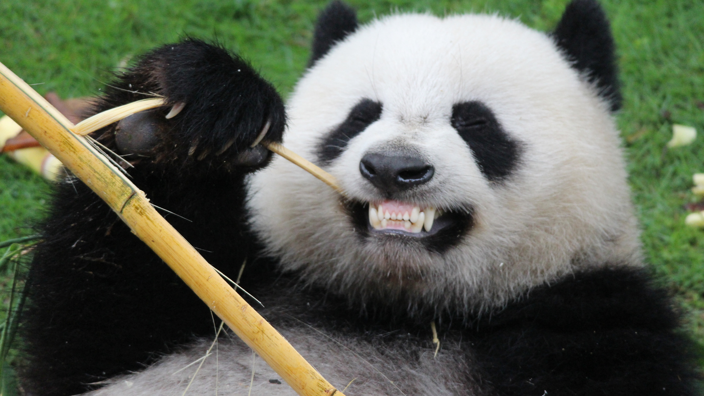 BNP Paribas gains licence to underwrite Panda bonds BNP Paribas gains licence to underwrite Panda bonds