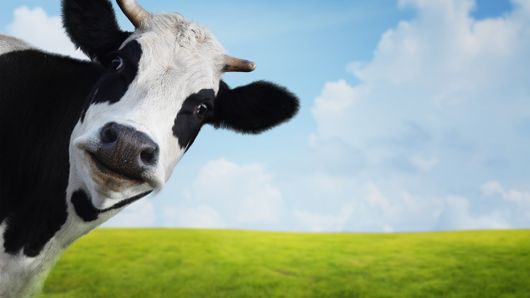 Analysis: Huishan Dairy’s liquidity bombshell Analysis: Huishan Dairy’s liquidity bombshell