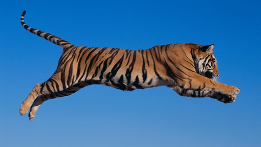 Tigerair eyes mobile booking after multi-currency pricing system Tigerair eyes mobile booking after multi-currency pricing system