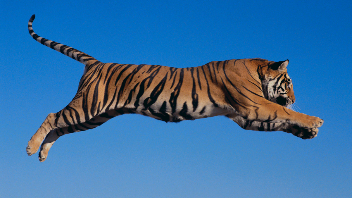 Asian tigers declawed by trade fail