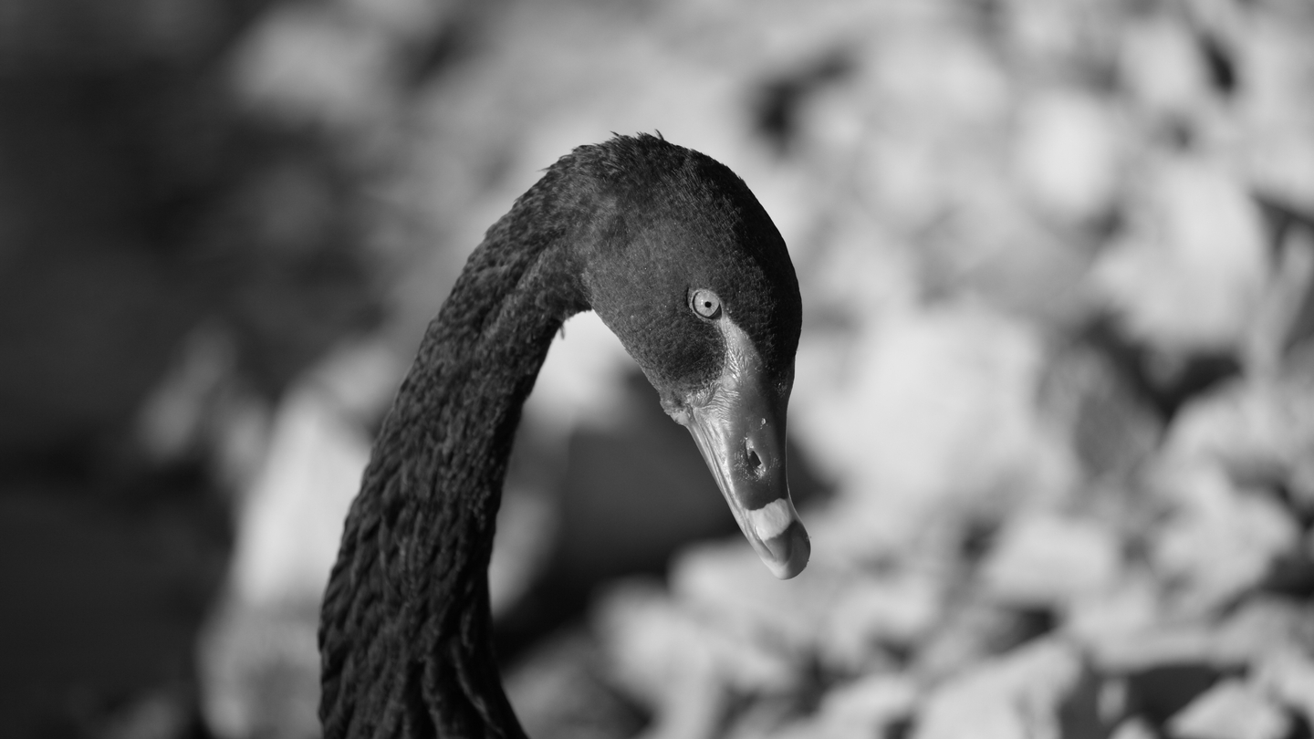 Beyond the Black Swans: what will risk look like in the age of politics and populism? Beyond the Black Swans: what will risk look like in the age of politics and populism?