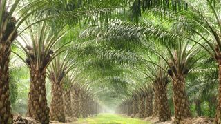 Golden Agri-Resources: how a palm oil giant runs its treasury Golden Agri-Resources: how a palm oil giant runs its treasury