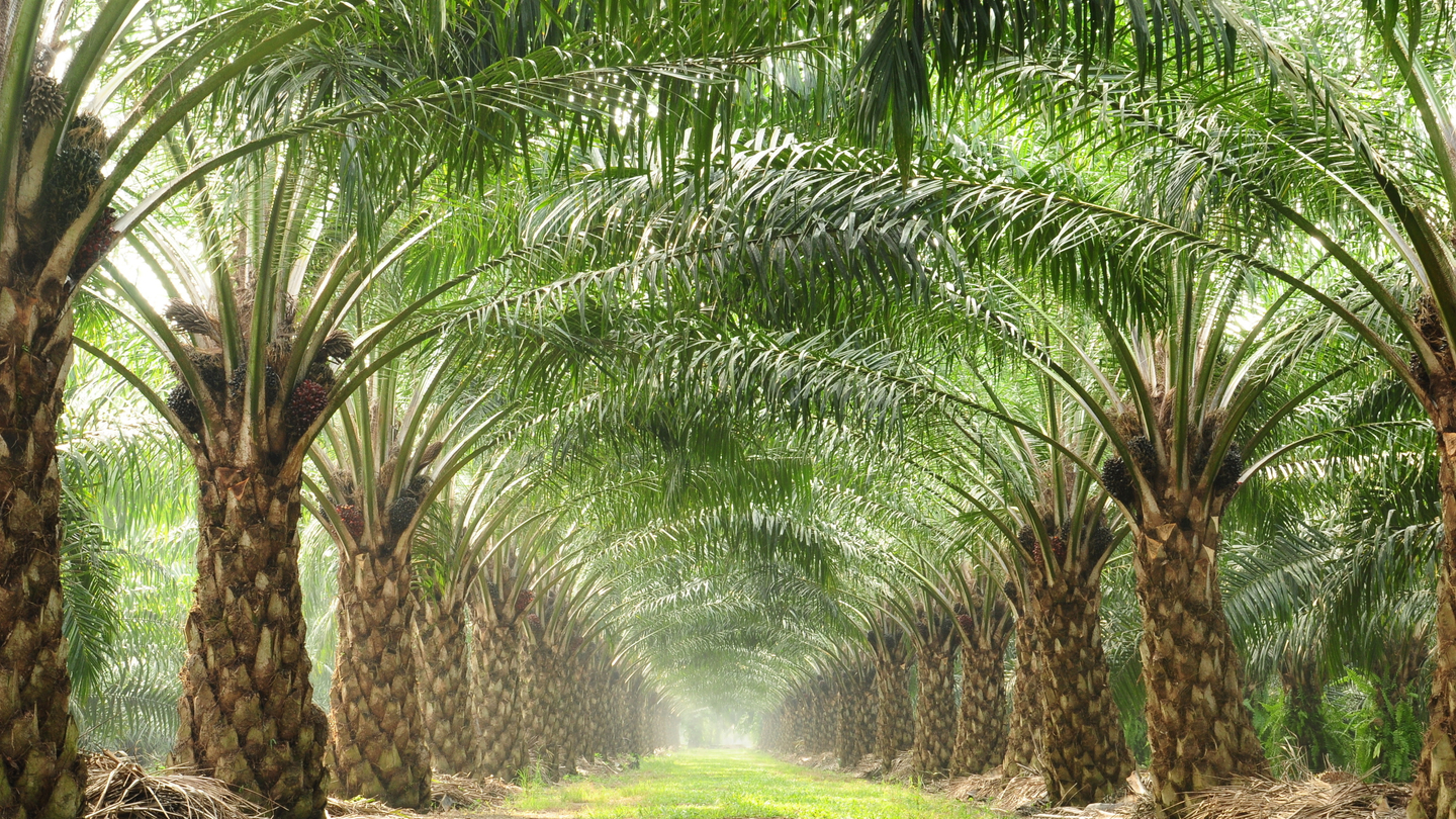 Golden Agri-Resources: how a palm oil giant runs its treasury Golden Agri-Resources: how a palm oil giant runs its treasury