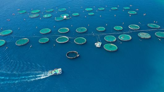 The Sustainable Treasurer highlights: Thai Union’s blue finance journey The Sustainable Treasurer highlights: Thai Union’s blue finance journey