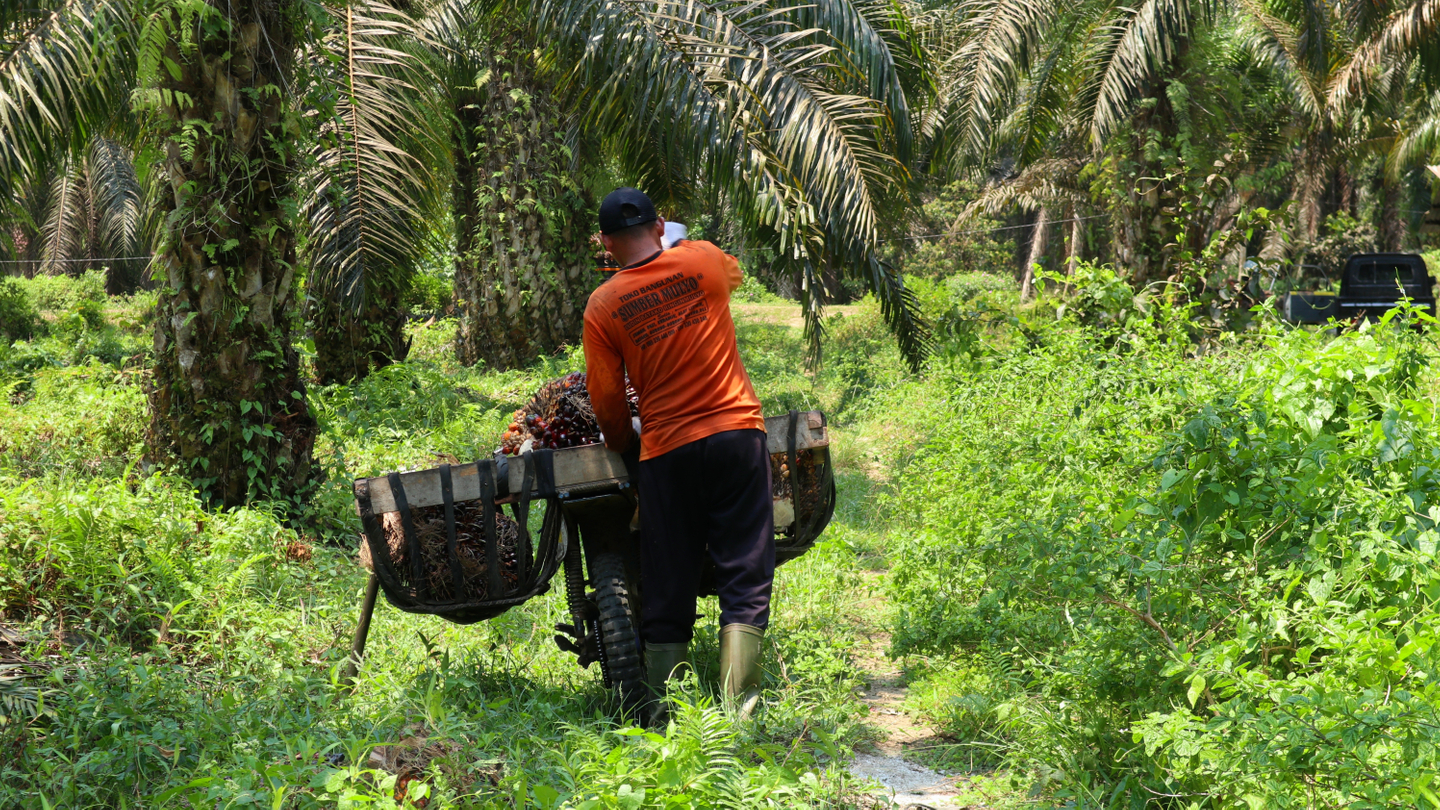 Musim Mas converts revolving credit facility into SLL Musim Mas converts revolving credit facility into SLL