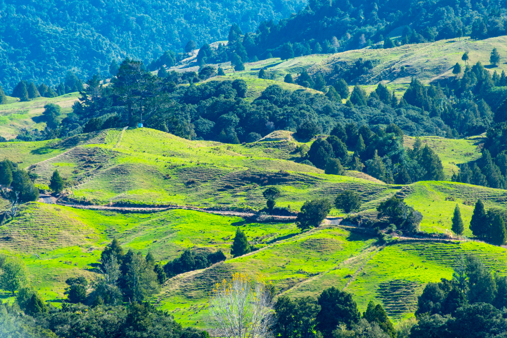 New Zealand’s Pāmu names CFO