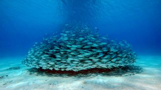 Thai Union releases sustainability report Thai Union releases sustainability report