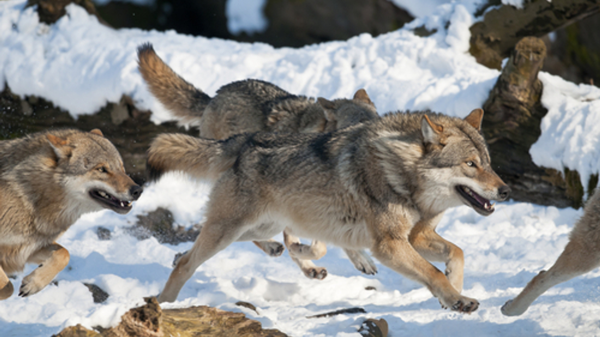 How wealthy Asian families are hunting for hard assets