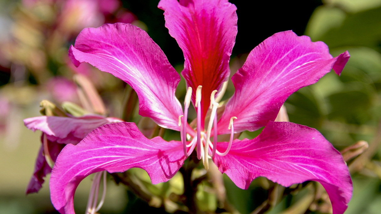 Hong Kong’s bright flower is fading | hong kong, politics, economics